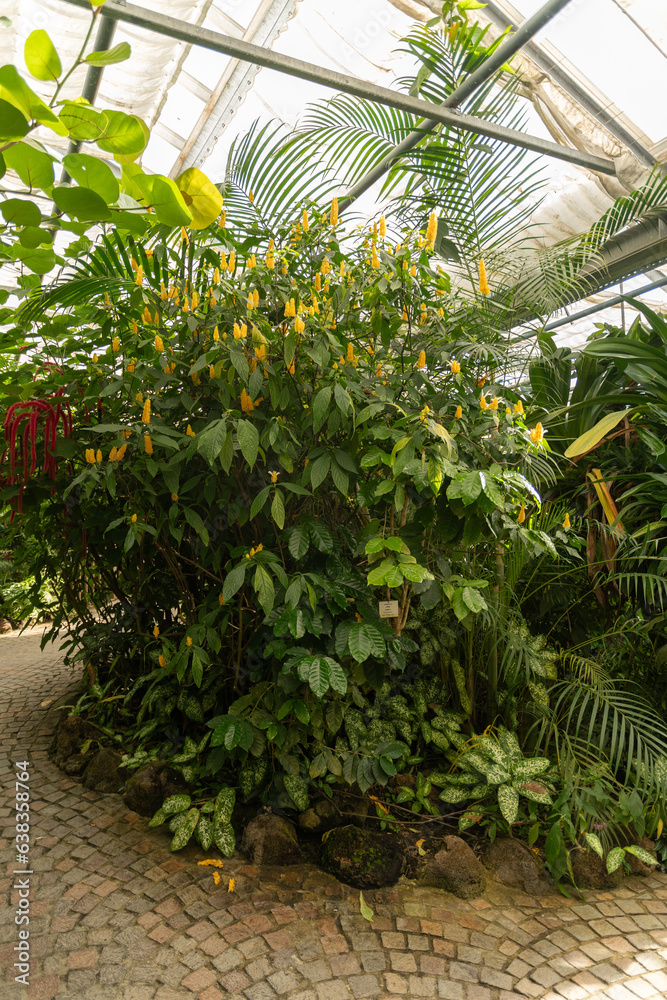 Different plantations in a tropical house in Mainau in Germany