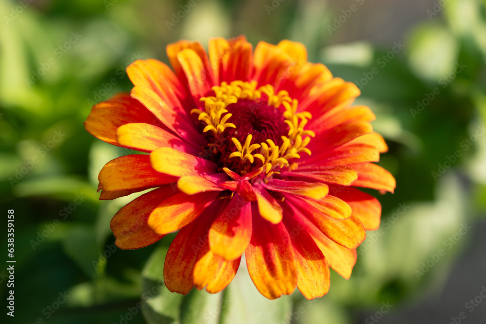 Zinnia Elegans flower in Mainau in Germany Zinnia Elegans flower in Mainau in Germany