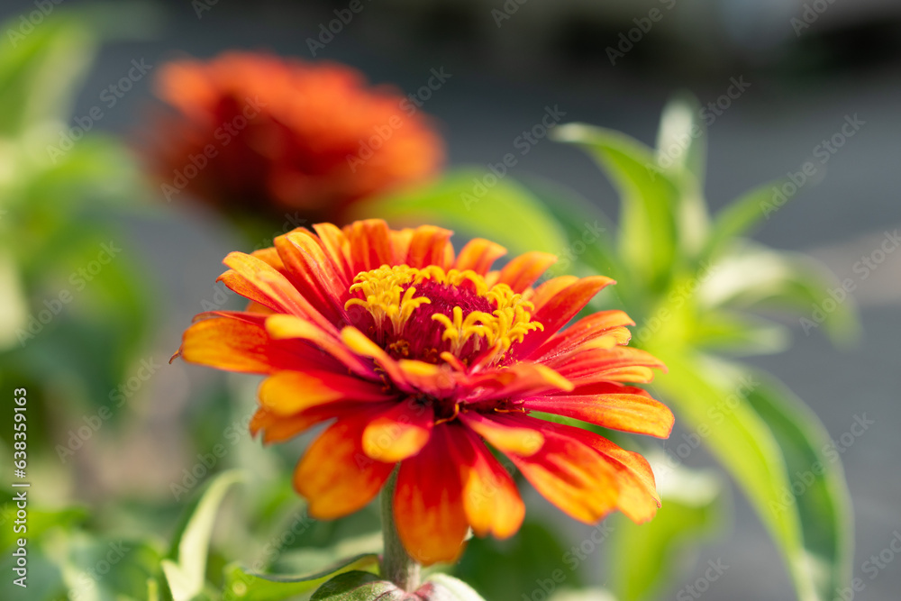 Zinnia Elegans flower in Mainau in Germany Zinnia Elegans flower in Mainau in Germany