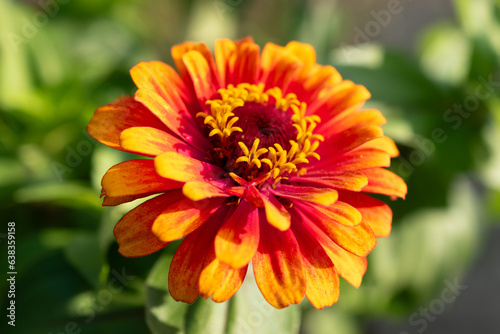 Zinnia Elegans flower in Mainau in Germany