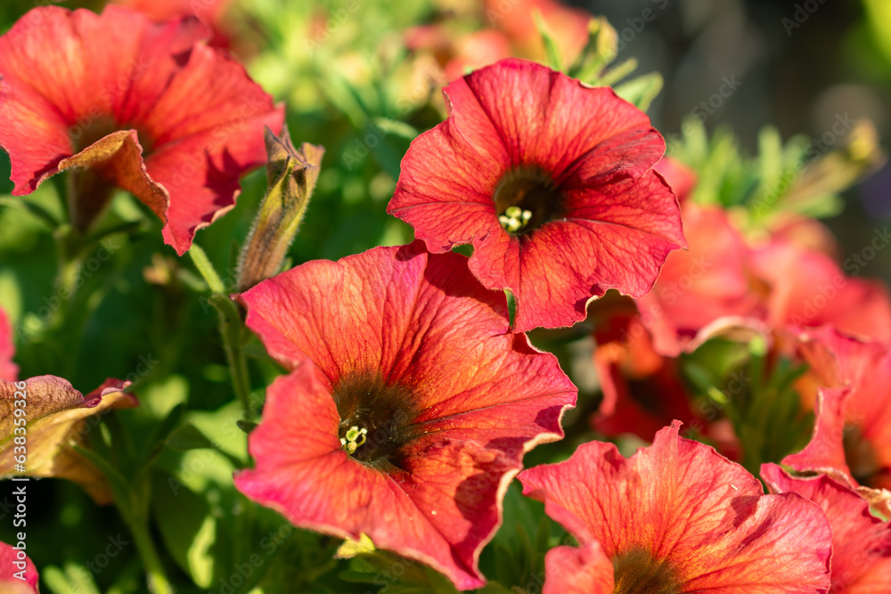 Petunia X Atkinsiana flower in Mainau in Germany Petunia X Atkinsiana flower in Mainau in Germany