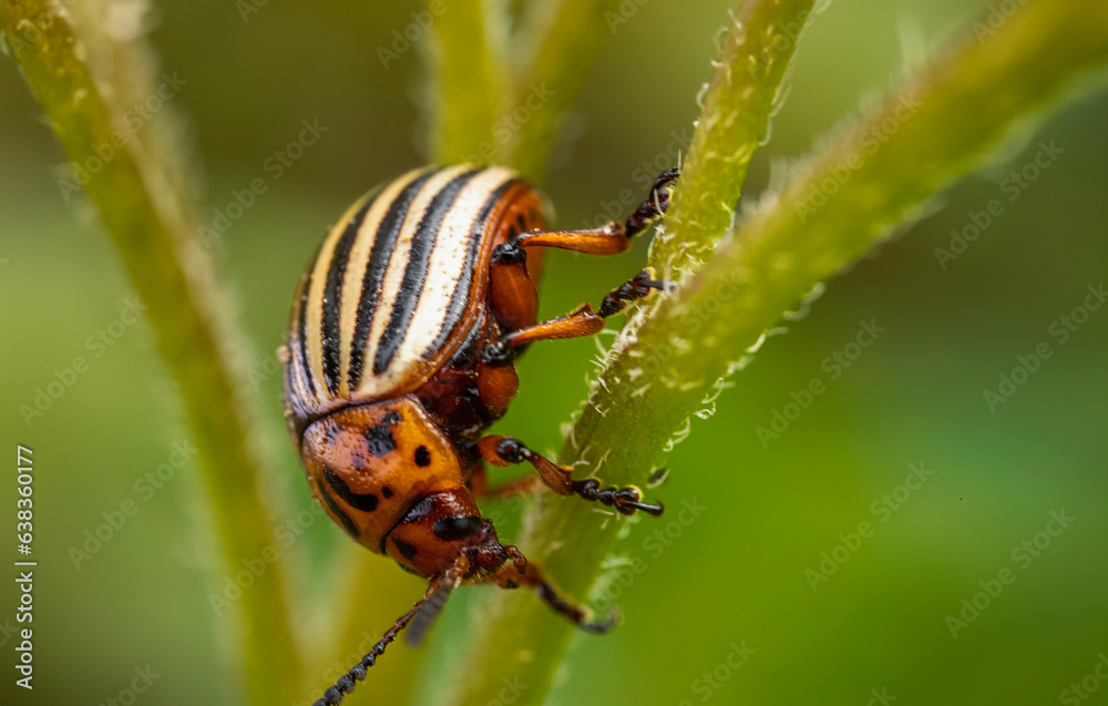 Colorado potato beetle walks on potato sprouts