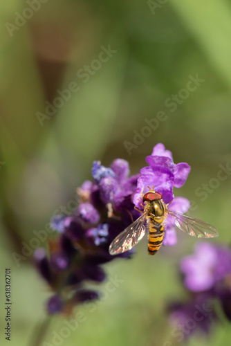 Hover Fly on a purple flower of a lavender plant in summer