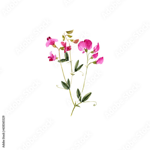 watercolor drawing plant of tuberous pea with leaves and pink flowers , vetchling, Lathyrus tuberosus isolated at white background, natural element, hand drawn botanical illustration