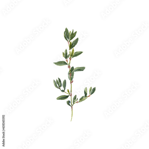 watercolor drawing plant of knotgrass with leaves and flower  Polygonum aviculare  isolated at white background  natural element  hand drawn botanical illustration