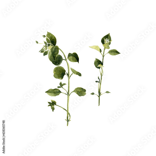 watercolor drawing plant of chickweed with leaves and flower , Stellaria media isolated at white background, natural element, hand drawn botanical illustration