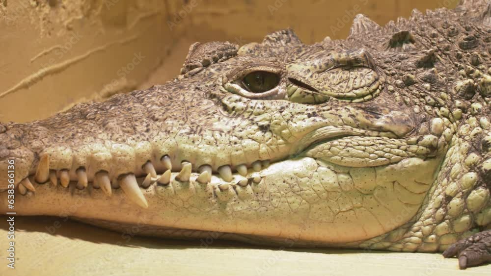 Deadly Alligator Resting and Staring at the Camera Deadly Alligator Resting and Staring at the Camera