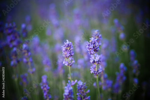 lavender flowers detail and blurred background with beautiful sunset color effect