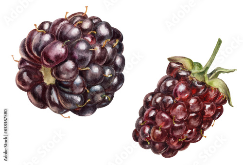 Watercolor illustration of a boysenberry berries, isolated on white background. photo