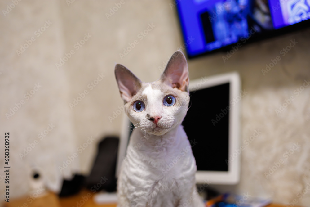 A cute little white kitten sits on the desktop near the monitor