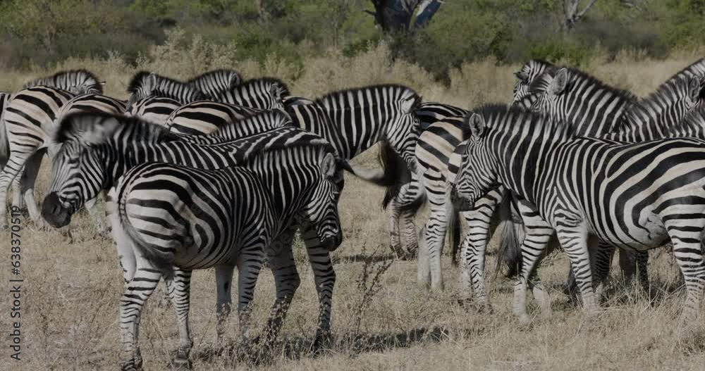 Close-up panning view. Herd of Zebra standing in the African bushveld Close-up panning view. Herd of Zebra standing in the African bushveld