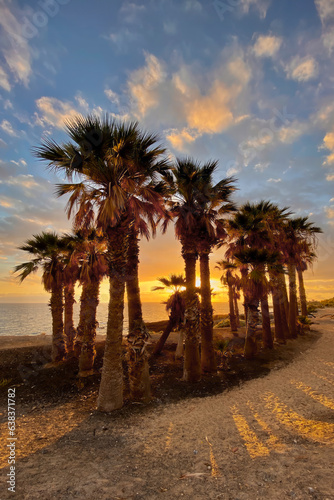 Palm trees near the volcanic cliff. Exotic flora and black rock near the beach. Beautiful sunset by the Atlantic Ocean, evening on Tenerife, botanical landscape from the nature, Canary Islands, Spain