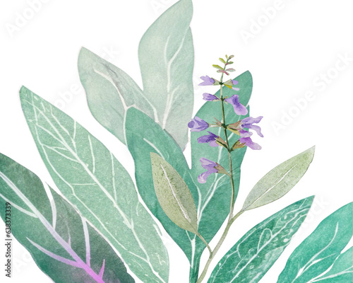 Sage leaves with purple flowers