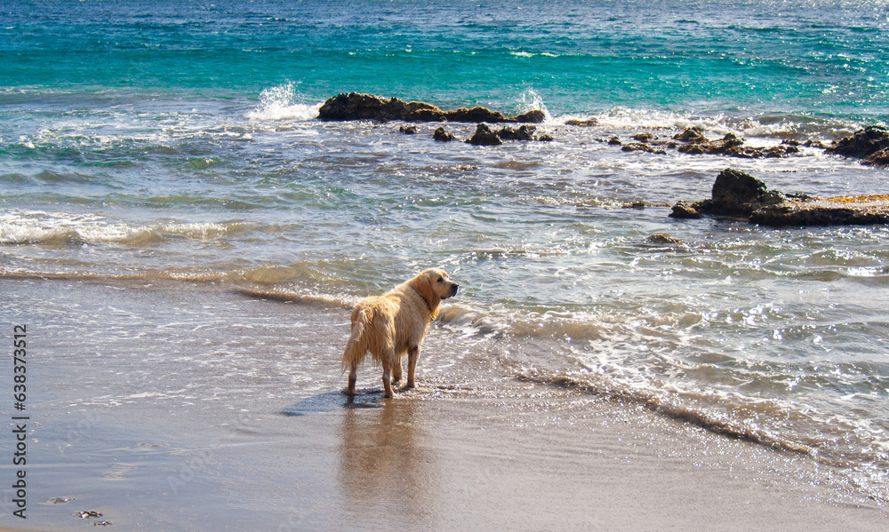 Dog waiting owner on the beach Dog waiting owner on the beach