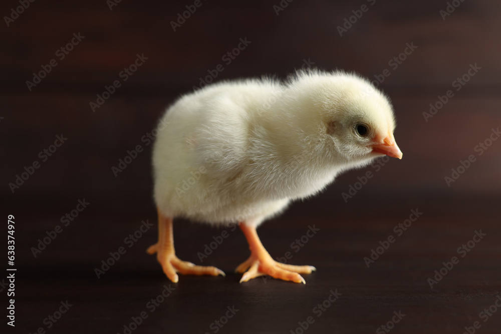 Cute chick on wooden surface, closeup. Baby animal
