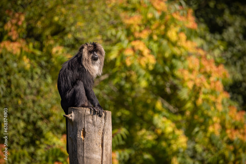 Photography Lion tailed macaque with amazing background