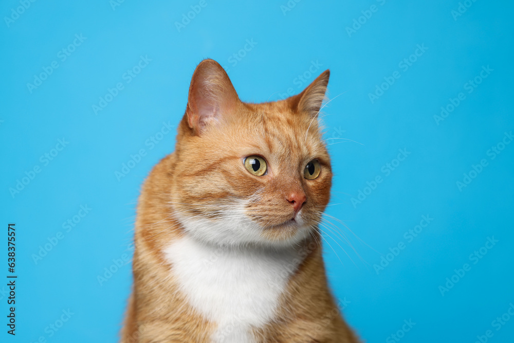 Cute ginger cat on light blue background. Adorable pet