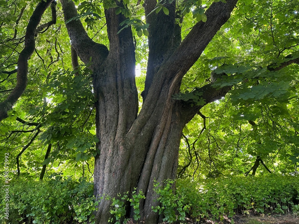 Beautiful chestnut tree with lush green leaves growing outdoors