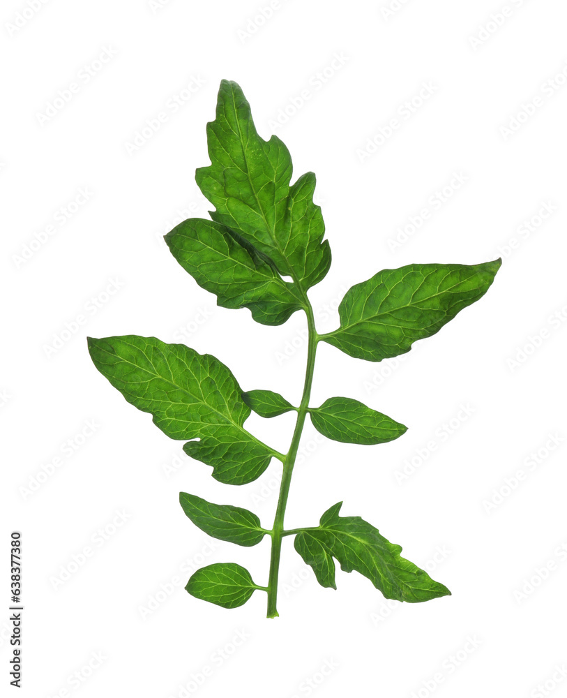 Naklejka premium Fresh green leaves of cherry tomato isolated on white