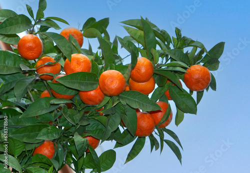 Bitter orange tree (Citrus aurantium) in Athens, Greece ,against blue sky