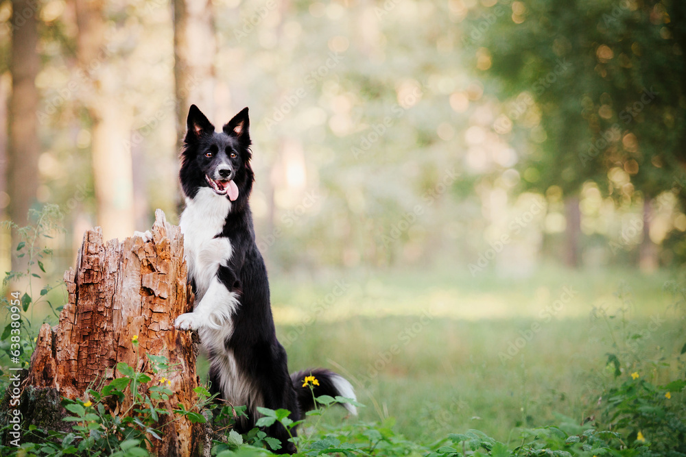 Border Collie dog on a walk. Dog in nature. Border Collie dog on a walk. Dog in nature.