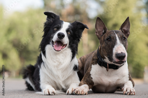 Black and white border collie and brindle bull terrier lie side by side on a walk. 