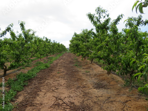 natural Paraguayan fruit trees industry food production