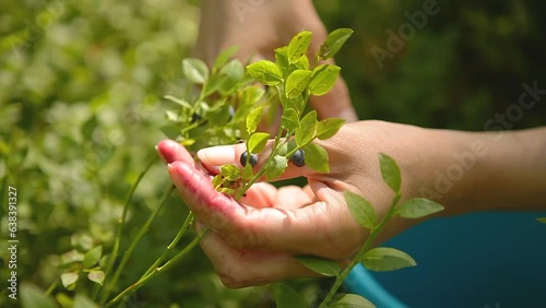 Picking blueberries