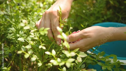 Woman picking blueberries in the forest.