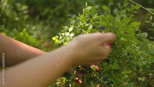 Woman picking blueberries in the forest.