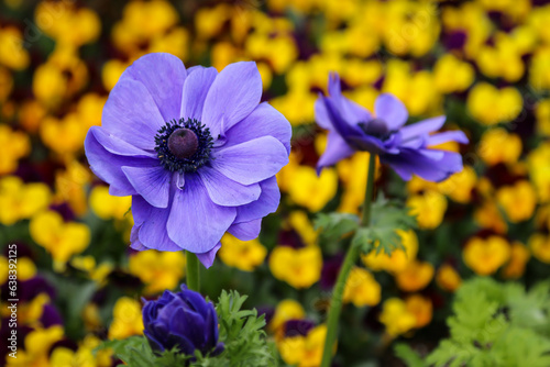 blue and yellow flowers