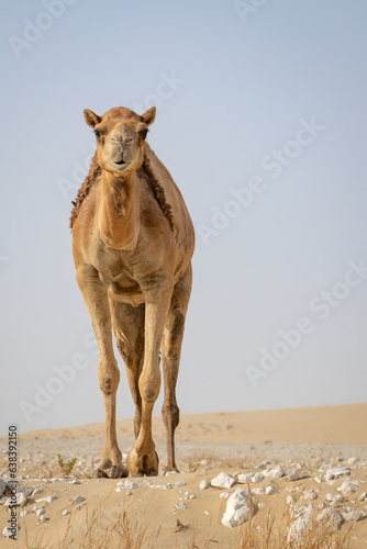 camel in the desert