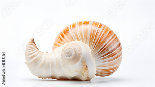 Mollusk on white background