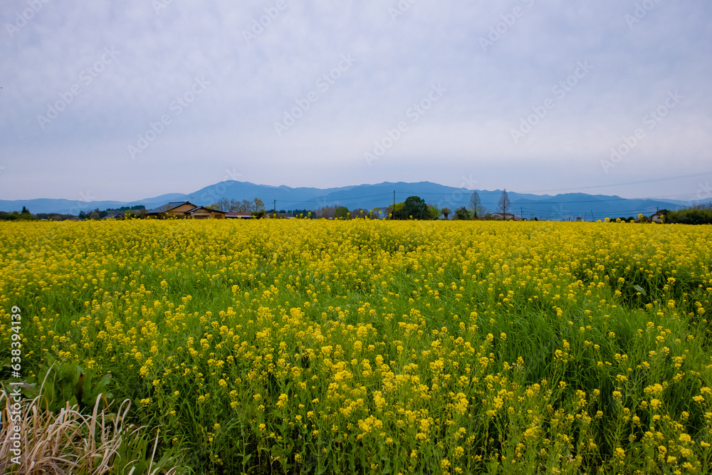 Japan, Kumamoto, Hitoyoshi, field of yellow flowers