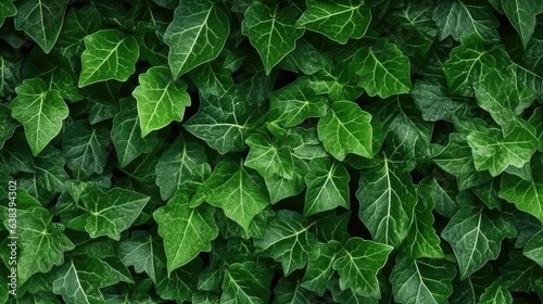 ivy leaf texture for background
