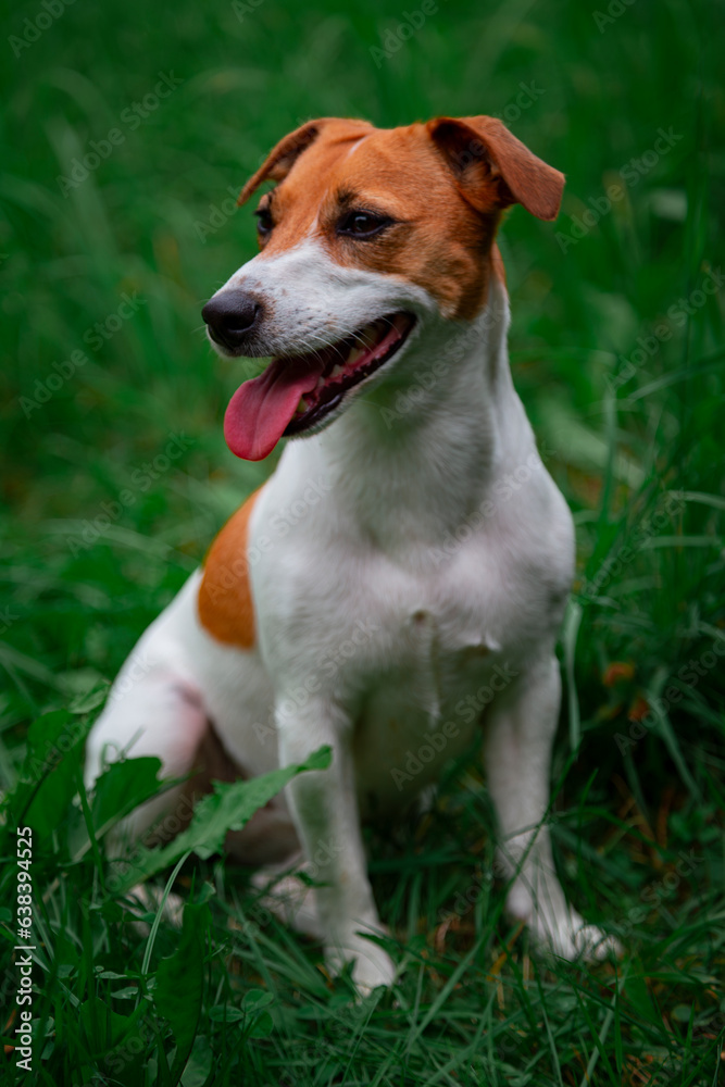 Jack Russell Terrier