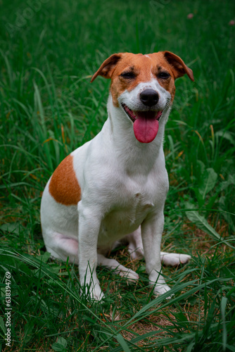 Jack Russell Terrier