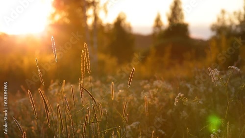 Grass in field in beautiful sunset light, panning camera.
