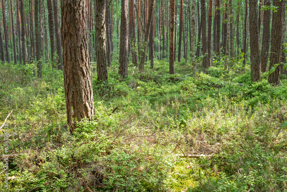 Fototapeta premium Wild marshy forest in north region, many pine trees and green plants on the ground. Blueberry, moss and wild rosemary in a big quantity in the woods