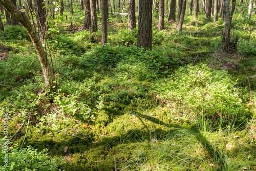 Marshy forest  plenty of green plants on the ground. Flourishing of life in the woods  blueberry  moss and swamp spots in early summer time