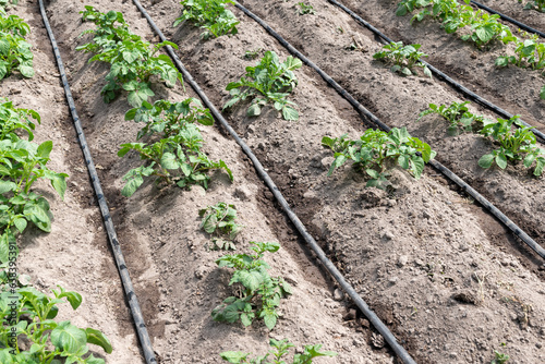 Straight rows of young potato plants and drip irrigation in the garden. Concept of agriculture, smart gardening, watering plants and growing vegetables