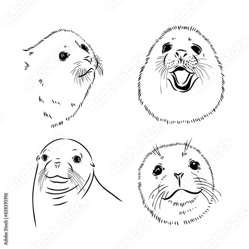 Sketch of a seal . Hand drawn sketch converted to vector