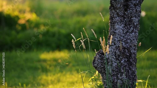 Grass in sunset light beside tree