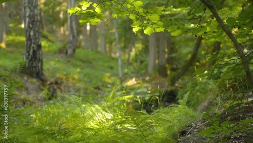 hazel thickets with birches and ferns