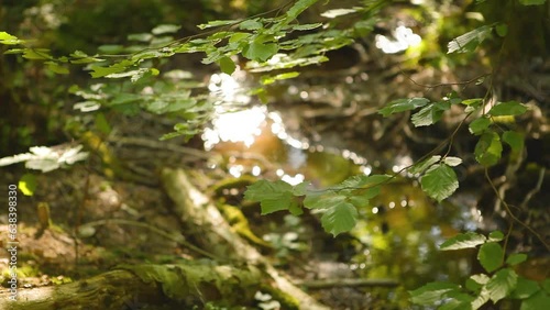 rippling stream in deciduous forest with hazel tree