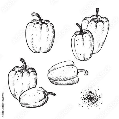 Paprika pepper vector illustration set with plants, ground fruits on isolated white background. Peppers vegetables engraving sketch for print, label background, template, logo. Hand drawn graphic food