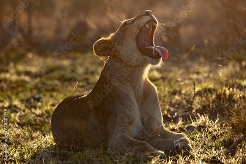 Tapety artystyczne backlit yawning lioness