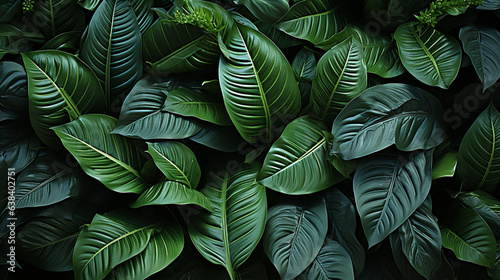 Wallpaper Mural Calathea leaf plant leaf background Torontodigital.ca