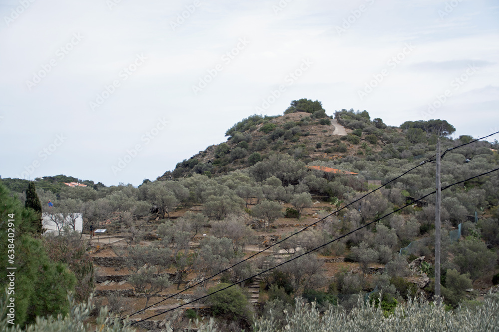 Landscape of a shrub covered mountain during summer in Catalonia