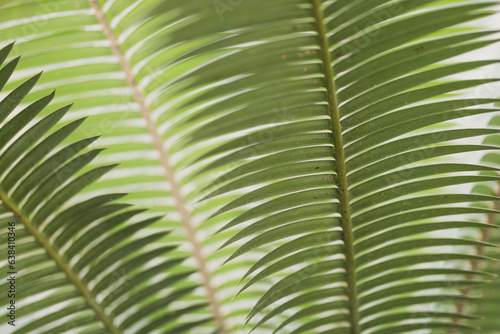 Tropical plant close-up
